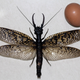Illustration for article titled World's Largest Aquatic Insect Found In China